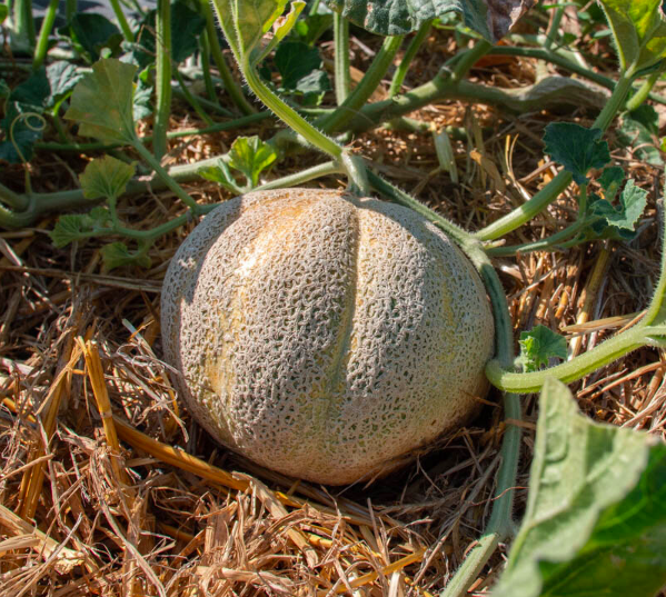 'ANANAS D'AMÉRIQUE'