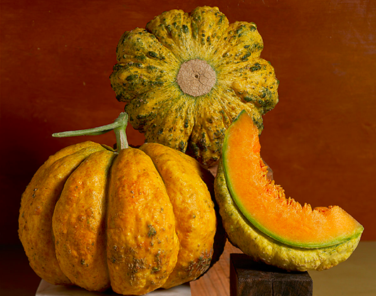 'ZATTA DI MASSA' / 'ZATTA' / 'ZATTA ARANCINA' / 'MELONE COTOGNO' / 'MASSA'