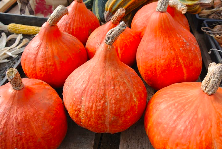 Courge 'POTIMARRON' alias 'COURGE CHÂTAIGNE'