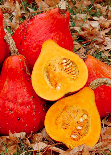 Courge 'POTIMARRON' alias 'COURGE CHÂTAIGNE'