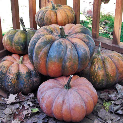 'MUSQUÉE DE PROVENCE' alias 'COURGE MUSCADE' et 'BRONZE DE MONTLHÉRY'