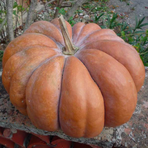 'MUSQUÉE DE PROVENCE' alias 'COURGE MUSCADE' et 'BRONZE DE MONTLHÉRY'