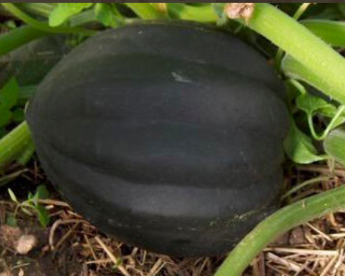 Courge / Courgette (d'hiver) 'TABLE KING'