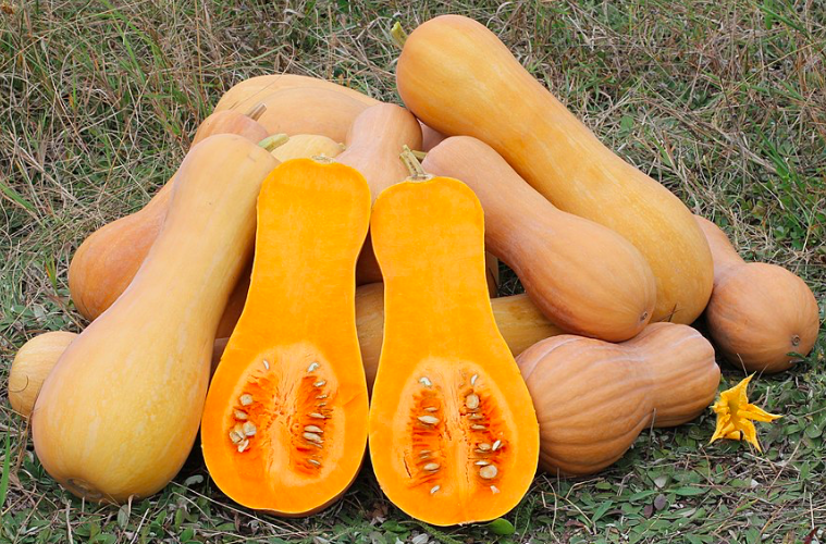 Courge 'WALTHAM BUTTERNUT'