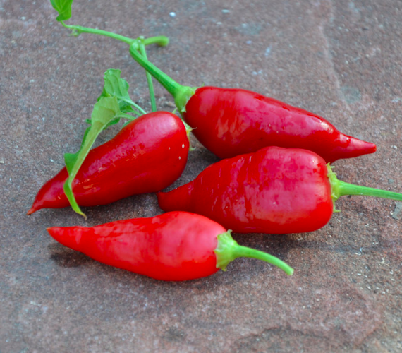 AJI BENITO