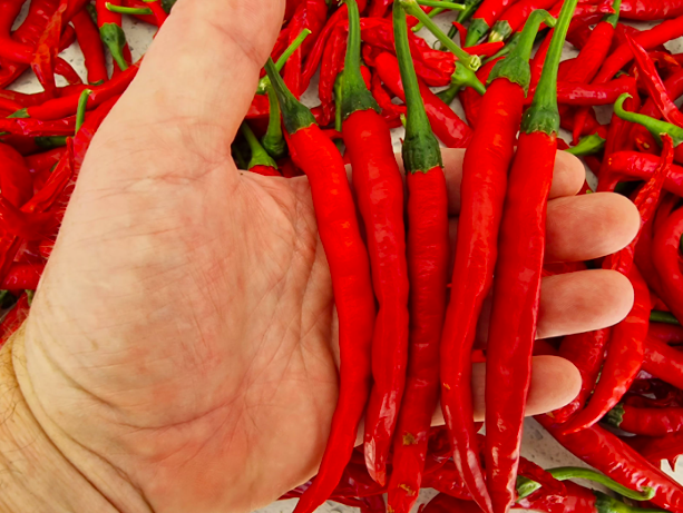 AFTER GLOW, HANGJIAO 10, Space Pepper 10