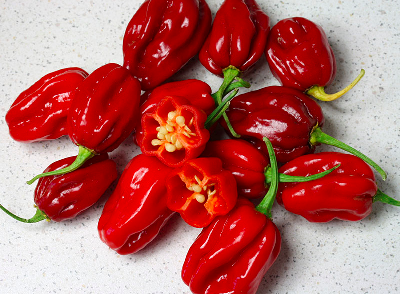 AJI CACHUCHÓN, AJI CACHUCHON