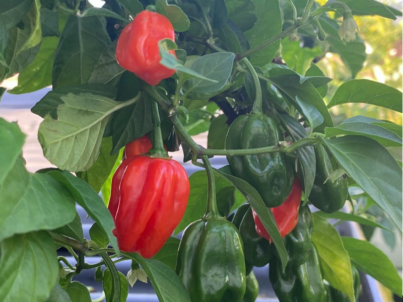 AJI CACHUCHÓN, AJI CACHUCHON