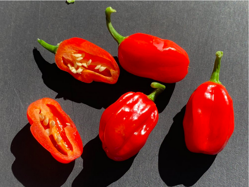 AJI CACHUCHÓN, AJI CACHUCHON
