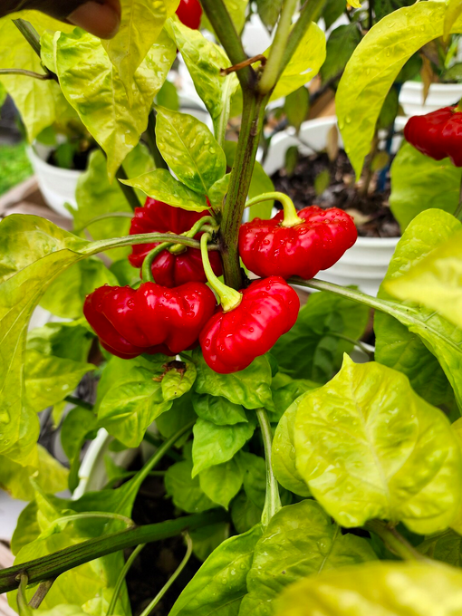 AJI CACHUCHA L