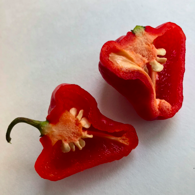 AJI CACHUCHA L