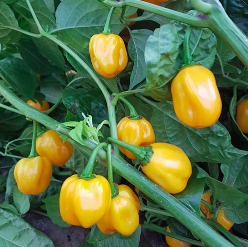 AJI DULCE AMARILLO