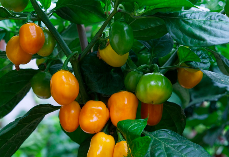 AJI DULCE AMARILLO