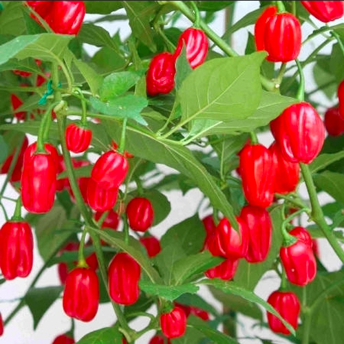 AJI DULCE ROJO