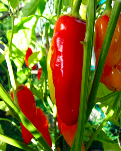 AJI EQUATORIA
