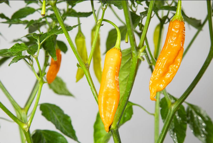 AJI GOLDEN