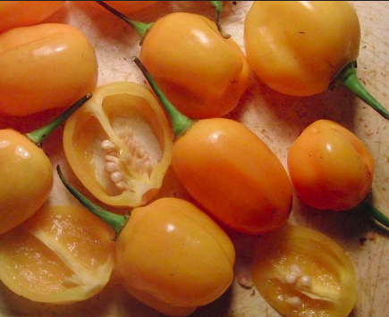 AJI JOBITO, AJI JOBITA