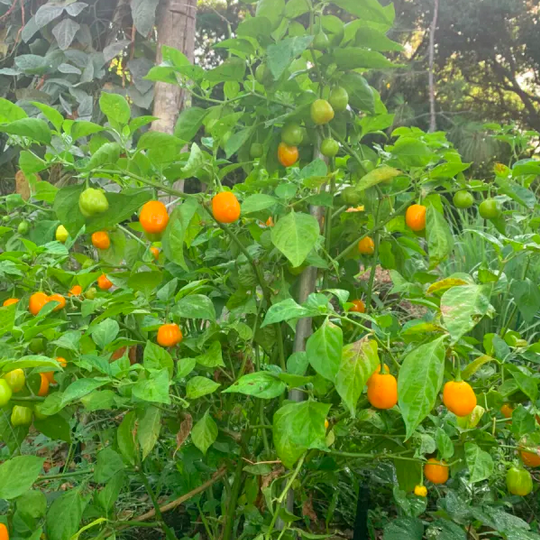 AJI JOBITO, AJI JOBITA