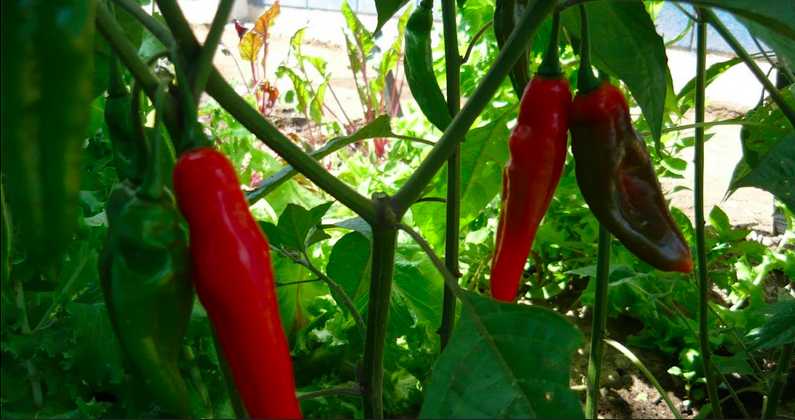 AJI LIMO ROJO