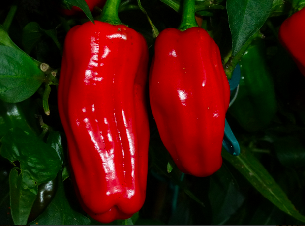 AJI MONAGRE