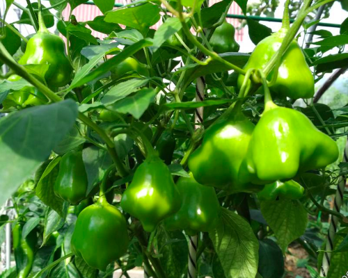 AJI ORCHID