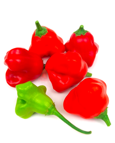 AJI ORCHID