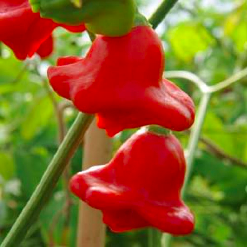 AJI ORCHID