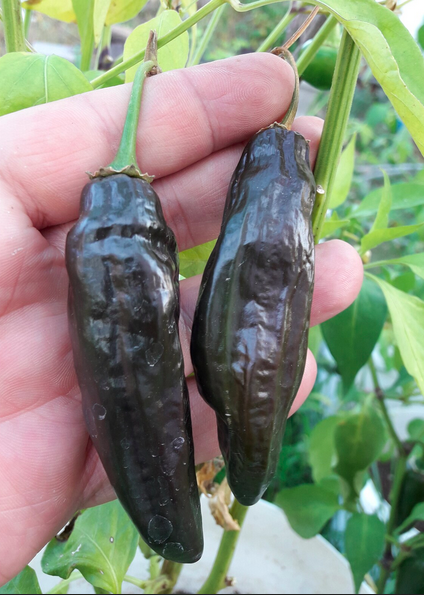AJI PANCA LIMA 