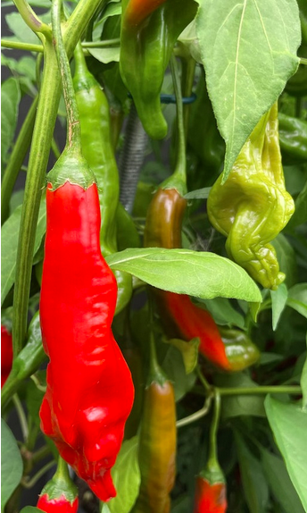AJI SANTA CRUZ 