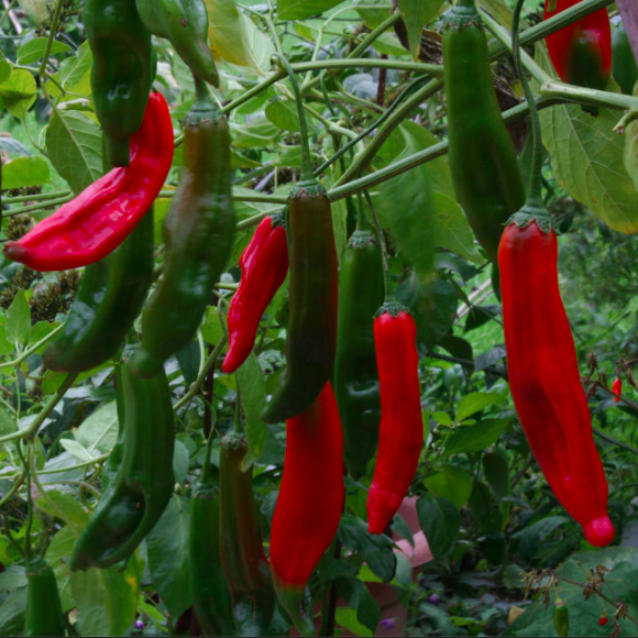 AJI SANTA CRUZ