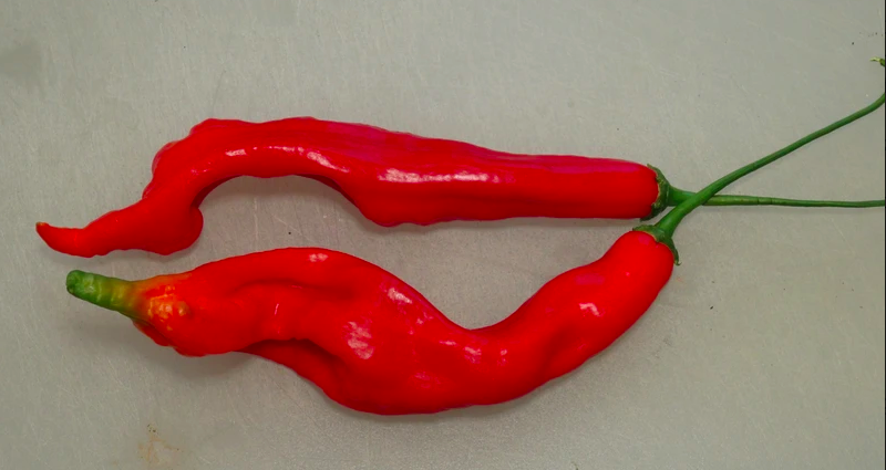 AJI SANTA CRUZ 