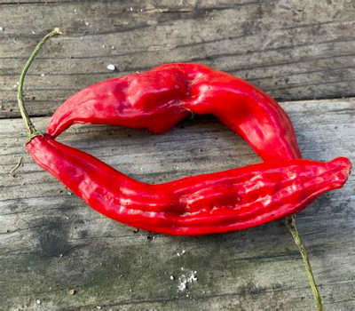 AJI SANTA CRUZ 