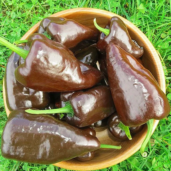 MULATO, Ancho MULATO 