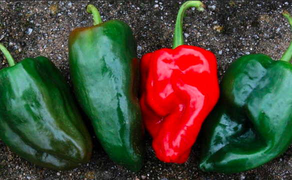 MULATO, Ancho MULATO 