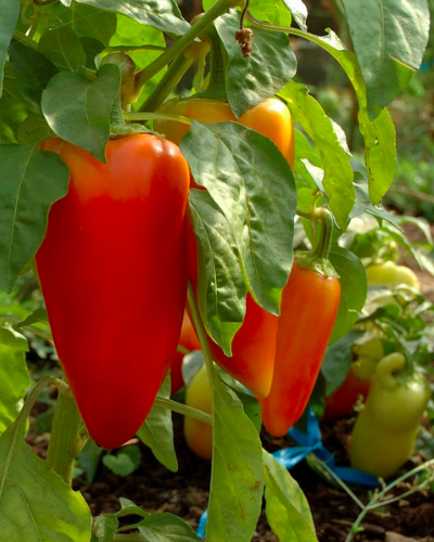 ANTOHI ROMANIAN