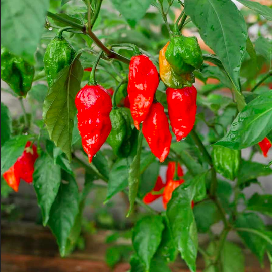 BHUT JOLOKIA, GHOST