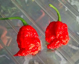 CAROLINA REAPER