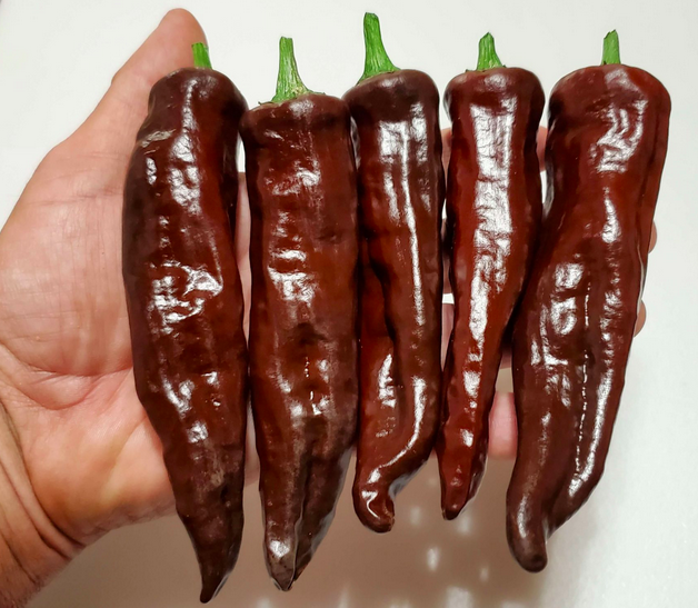 CHILE NEGRO