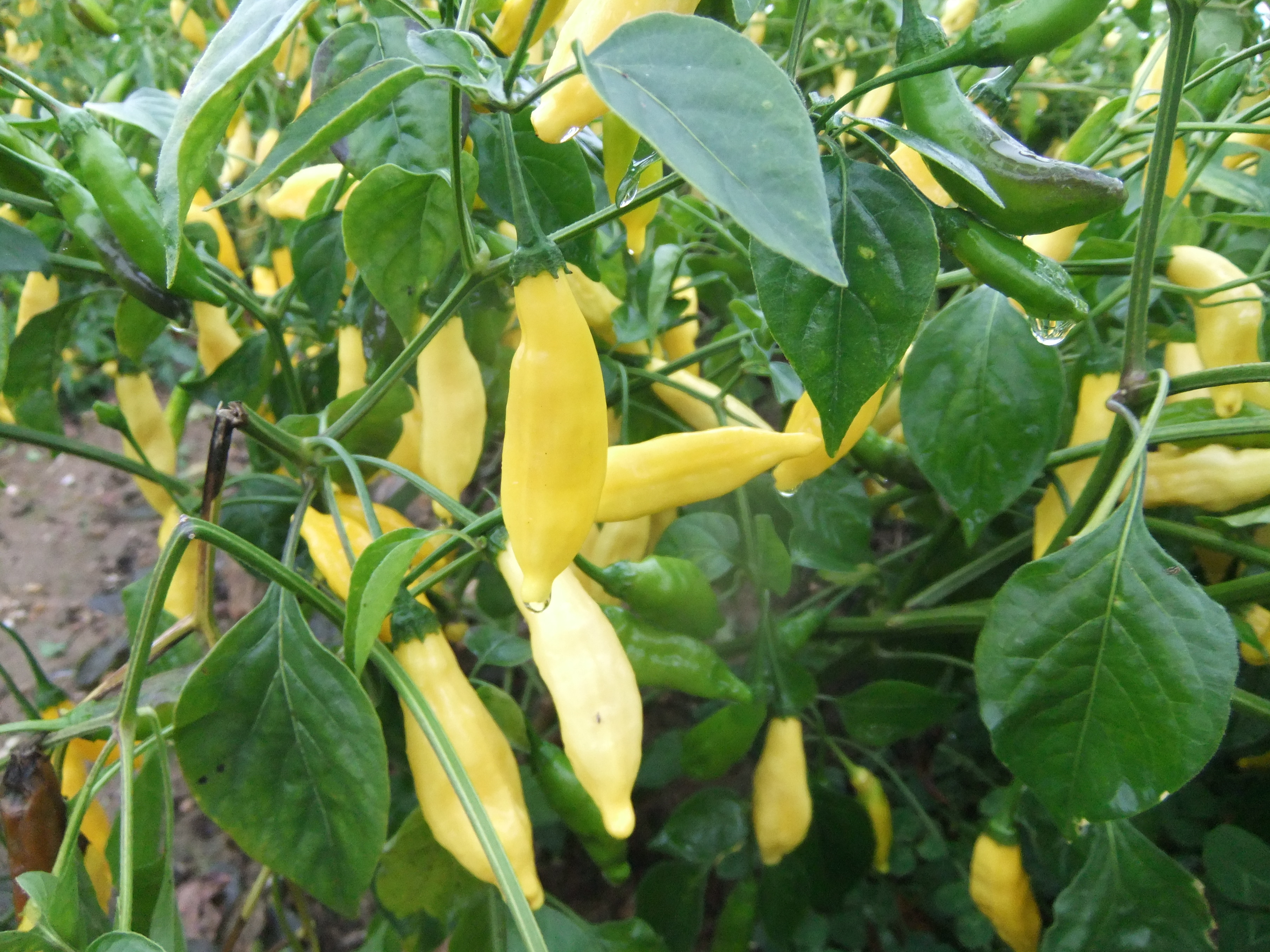 LEMON DROP