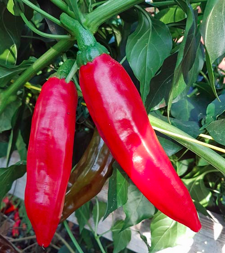 GUAJILLO d'Espagne