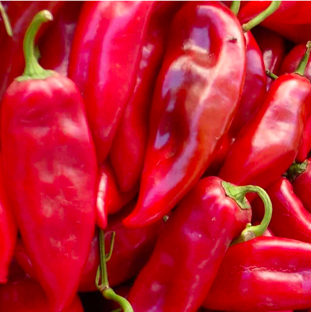 GUAJILLO type Mexicain