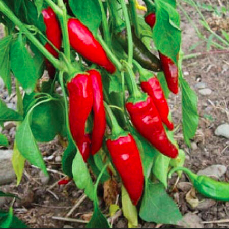 GUAJILLO type Mexicain