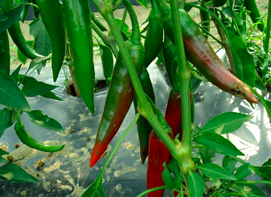 GUAJILLO type Mexicain