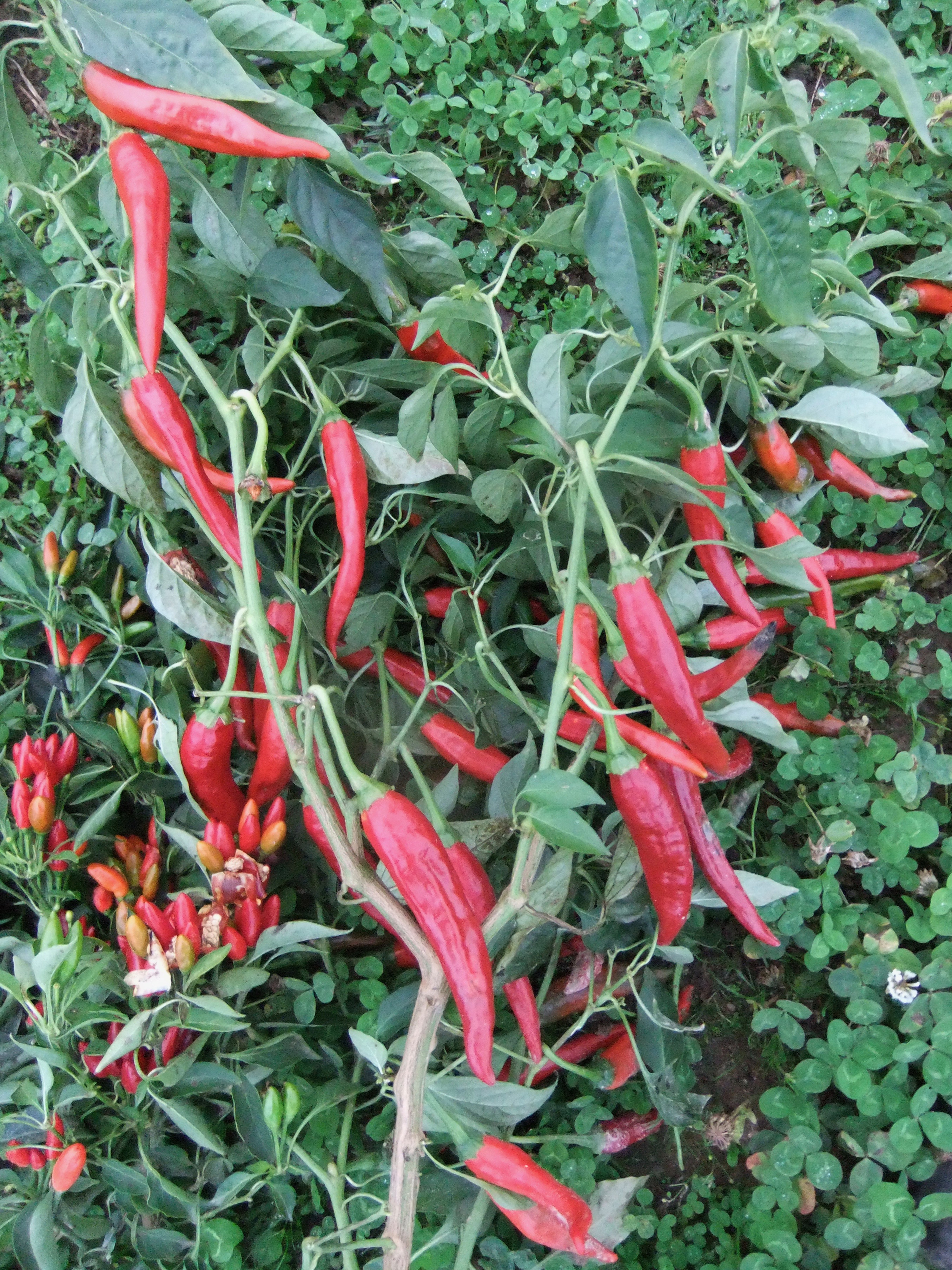 GUAJILLO type Mexicain