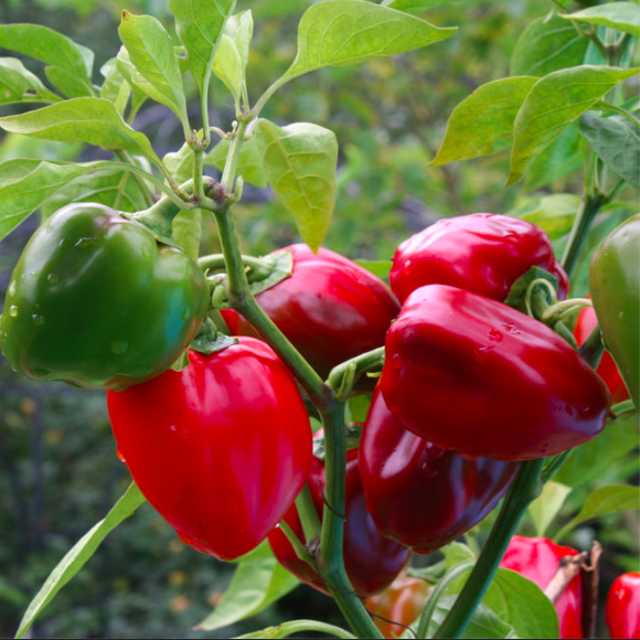 MARRON, PIMIENTO MARRON
