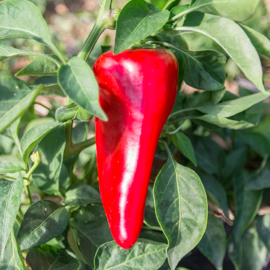 ROSSO DUEMILA