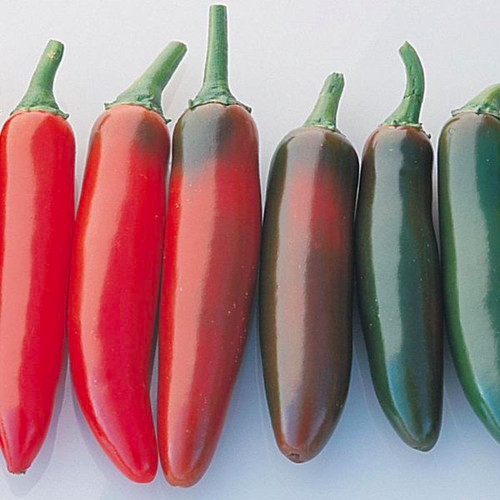 SERRANO, SERRANO DEL SOL