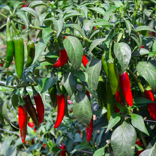 SERRANO, SERRANO DEL SOL