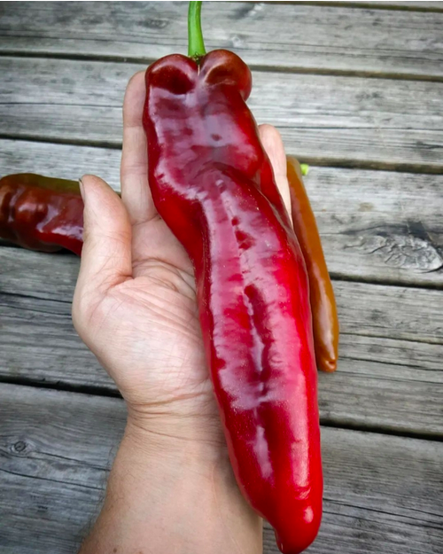 SWEET TWISTER, SWEET JUMBO TWISTER, ANCIENT SWEET