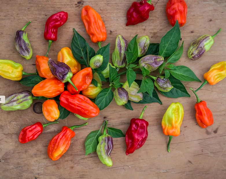 TOBAGO SEASONING